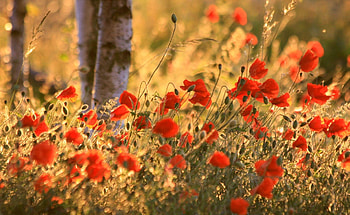 Flowers, Poppies, Summer, Blur, Smooth, Ears, Spikes HD wallpaper