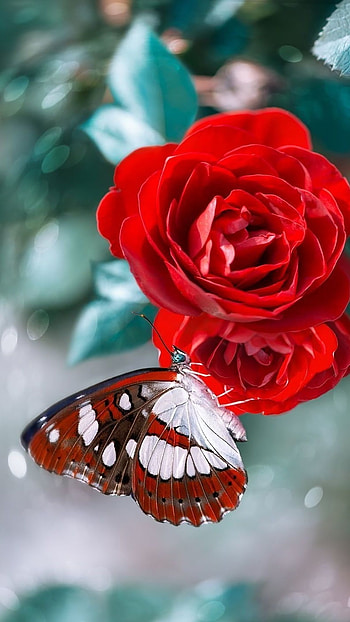 Red Butterfly, Beautiful, Background HD phone wallpaper