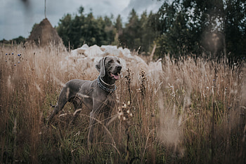 Animals, Grass, Dog, Stroll, Weimaraner HD wallpaper