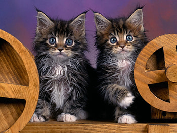 Animals, Fluffy, Couple, Pair, Kittens HD wallpaper