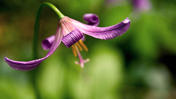 Flower, Plant, Macro, Petals, Blur, Smooth HD wallpaper
