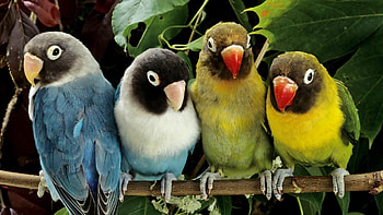 Animals, Birds, Parrots HD wallpaper