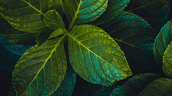 Green Leaf, Green leaves close up, , U HD wallpaper