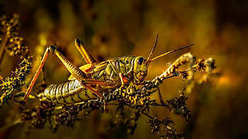 Grasshopper, , Background HD wallpaper