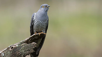 Graphic cuckoo , Artistic avian, Nature-inspired, Aesthetic delight HD wallpaper