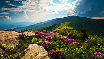 Roan Mountain from Appalachian Trail near Jane's Bald, Tennessee, clouds, USA, flowers, sky, rocks HD wallpaper