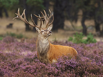 Beautiful Animal, animal, cool, beautiful HD wallpaper