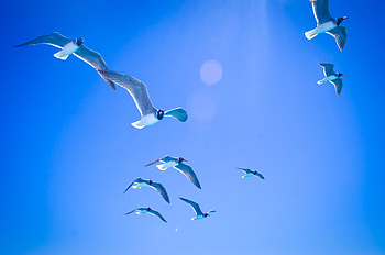 Gulls, seagulls, flight, sky, sunlight HD wallpaper
