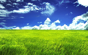 Grassland , Natural vistas, Serene landscapes, Tranquil ambiance HD wallpaper
