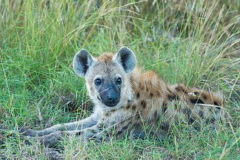 Animals, Grass, Lies, Muzzle, Predator, Hyena HD wallpaper