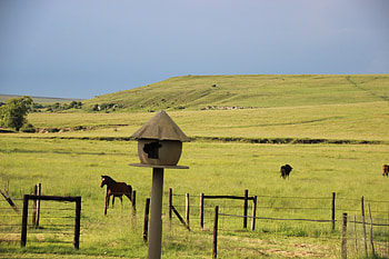 Vrede, owls, horse, grey, green HD wallpaper