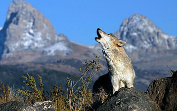 Animals, Wolfs HD wallpaper