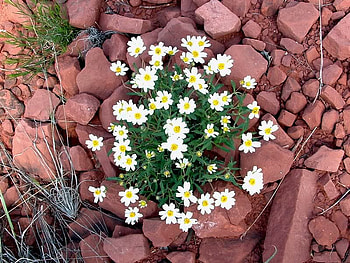 Hardy Little Flower Grow in Rock, white, ground, rock, flower HD wallpaper