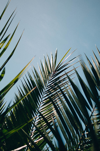 Nature, Leaves, Plant, Palm, Branches HD phone wallpaper