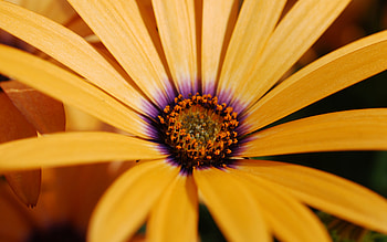 Chamomile, nature, graphy, flower HD wallpaper