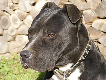 AJAX, dog, black, handsom, pit bull, canine HD wallpaper