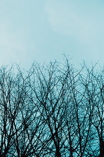Nature, Trees, Sky, Branches HD phone wallpaper