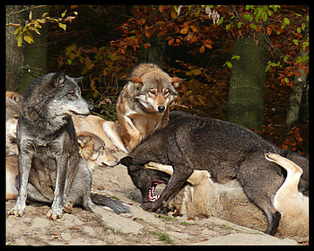 wolf fight, winter, dog, lone wolf, canis lupus, wolf pack, wolf, wild, howling, abstract, pack, snow, mythical, majestic, timber, wolves, lobo, grey, howl, grey wolf, beautiful, spirit, nature, friendship, canine, wolf , solitude HD wallpaper