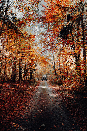 Road, Nature, Autumn, Forest, Car, Machine HD phone wallpaper