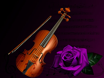 The Violin, Violin, Music, Purple, Rose HD wallpaper