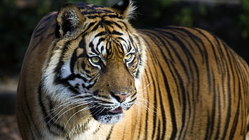 Bengal tiger, Tiger, Panthera tigris tigris, National animal of India and Bangladesh, Endangered species HD wallpaper