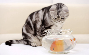 Animals, Cat, Aquarium, Fish, Hungry HD wallpaper