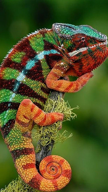 Chameleon, Green Orange HD phone wallpaper