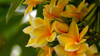 Frangipani, Yellow, Flowers, Branch, Bokeh HD wallpaper