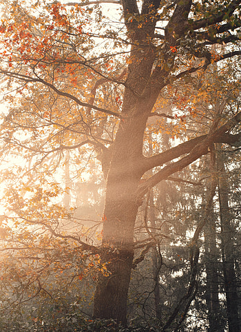 Nature, Leaves, Wood, Beams, Rays, Tree, Branches HD phone wallpaper