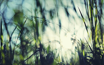 Background, Grass HD wallpaper