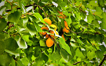 Top apricot backgrounds, Beautiful apricot , Soft and velvety, Fruit HD wallpaper