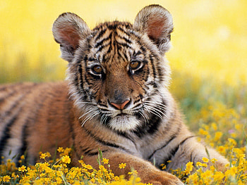 Animals, Flowers, Grass, Young, Tiger, Joey, Tiger Cub HD wallpaper
