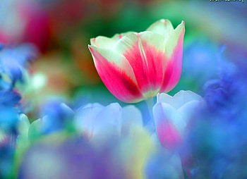 Spring beauty, tulip, pink, white, spring, bloom HD wallpaper