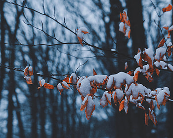 Winter, Nature, Leaves, Snow, Branches HD wallpaper