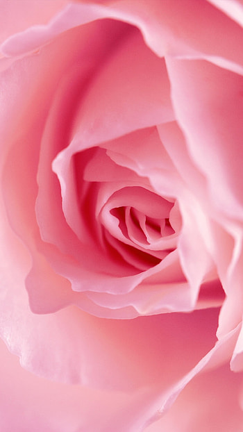 Light Pink, Rose Flower HD phone wallpaper