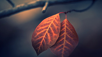 Leaves 2, leaves, nature HD wallpaper