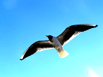 Flying, flying HD wallpaper