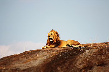 Lion Open Mouth, lion, animals HD wallpaper