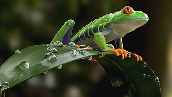 Artstation's wonders, Red Eyed Frog, CG artists' prowess, Creative amphibian HD wallpaper