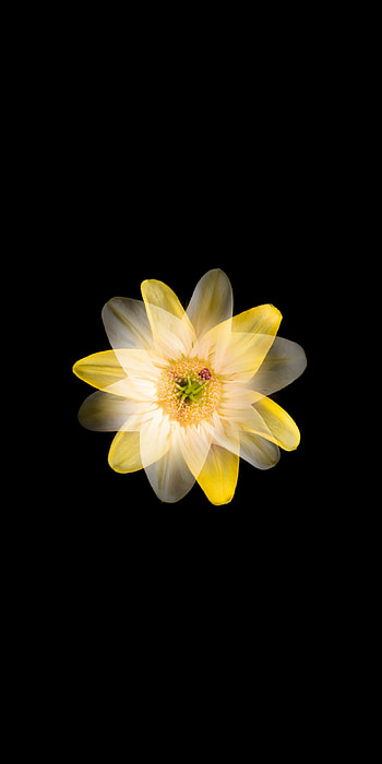 Flower, romysingh264, romy264 HD phone wallpaper