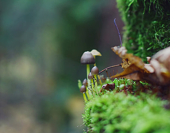 Grass, Leaves, Mashrooms, Macro, Greens HD wallpaper