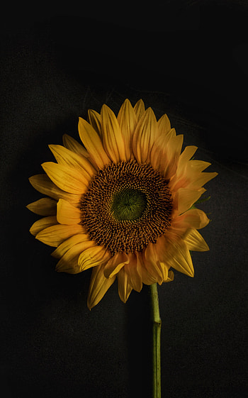 Flowers, Petals, Bloom, Flowering, Sunflower HD phone wallpaper