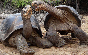Aldabra giant tortoise HD wallpaper
