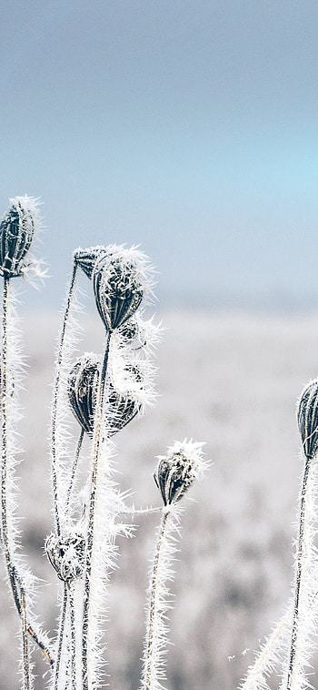 winter , Winter beauty for , iPad, and Mac, Snowy scenes HD phone wallpaper