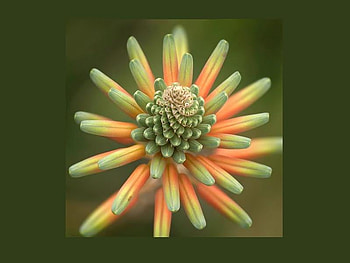 Pointing Petals, petals, flower, green, nature, orange, spikes HD wallpaper