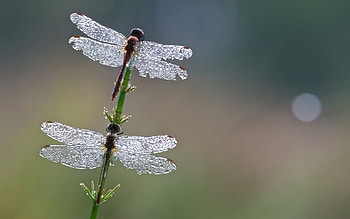 Dragonflies, wings, white, drops, libelula, green, couple, dragonfly, water, dew, insect HD wallpaper