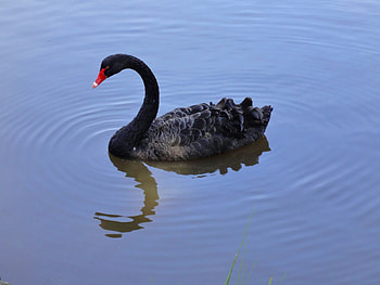 SWAN, WAVES, FEATHERS, WATER, WINGS HD wallpaper