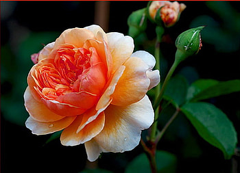 A rose for Raquel, rose, white, coral color, flower, green HD wallpaper