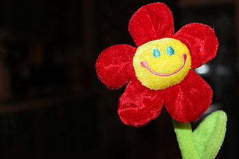 Iran,Tehran,Flower, night, tehran, iran, flower HD wallpaper