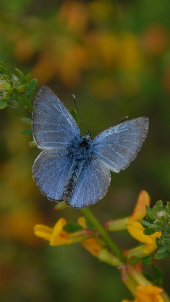 Blue Butterfly, Aesthetic HD phone wallpaper